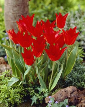 Terttutulppaani Bloemenlust 10 kpl