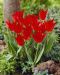 Terttutulppaani Bloemenlust 10 kpl