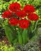 Kerrattu tulppaani Miranda 10 kpl