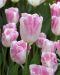 Tulppaani Infinity 10 kpl