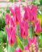 Liljatulppaani Jazz 10 kpl