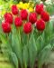 Tulppaani Red Power 10 kpl