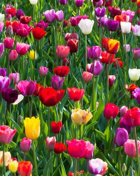 Tulppaani mix 50 kpl