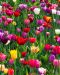 Tulppaani mix 50 kpl