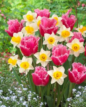 Kevään riemu -lajitelma 20 kpl