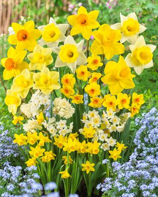 Villien Viikkojen Narsissi mix 30 kpl