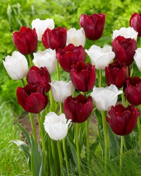 Tulisuudelma-tulppaanilajitelma 20 kpl