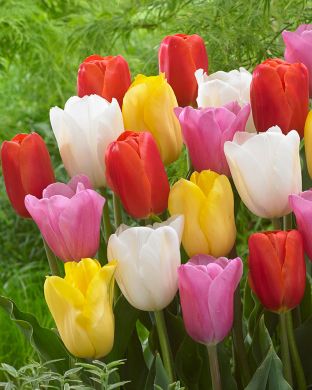 Villien Viikkojen Tulppaani mix 40 kpl