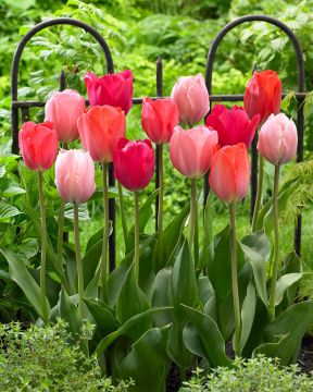 Van Eijk -tulppaani mix 45 kpl