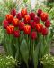 Liekehtivä -tulppaanilajitelma 20 kpl
