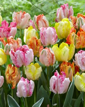 Heleä-papukaijatulppaani mix 9 kpl