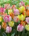 Heleä-papukaijatulppaani mix 9 kpl