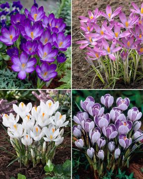 Villien Viikkojen Krookus mix 60 kpl