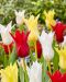 Liljatulppaani mix 30 kpl