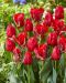 Seadov-tulppaani mix 20 kpl
