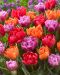 Juhlava-tulppaani mix 9 kpl