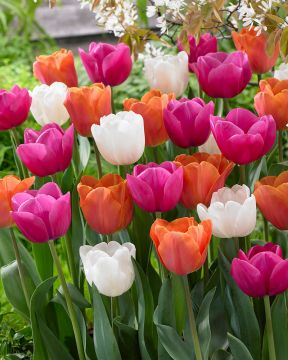 Räiskyvä-tulppaanilajitelma 30 kpl