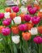 Räiskyvä-tulppaanilajitelma 30 kpl