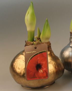 Vaha-amaryllis Kullanhohtoinen