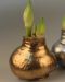 Vaha-amaryllis Kullanhohtoinen