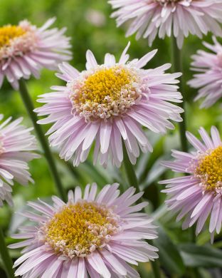 Alppiasteri X Pink 3 kpl