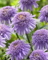 Alppiasteri X Blue 3 kpl