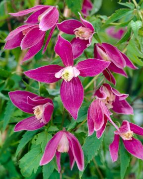 Alppikärhö punainen