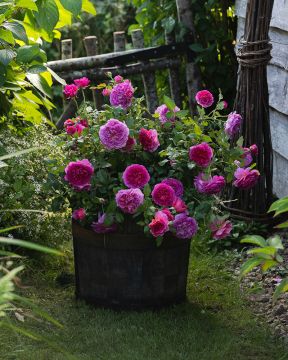 Austinruusu Gabriel Oak™