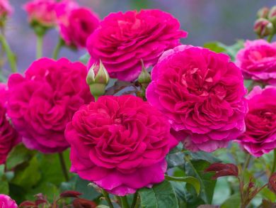 Austinruusu Gabriel Oak™