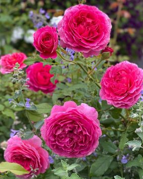 Austinruusu Gabriel Oak™