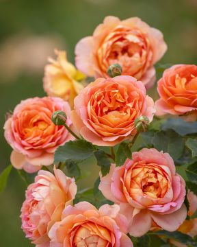 Austinruusu Lady of Shalott™