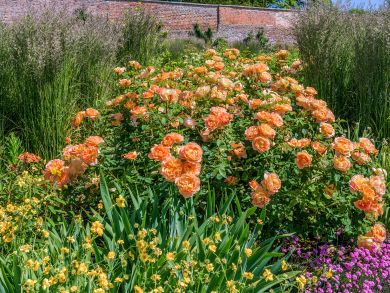 Austinruusu Lady of Shalott™