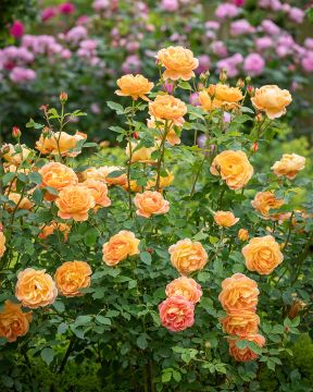 Austinruusu Lady of Shalott™