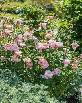 Austinruusu Queen of Sweden™