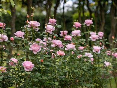 Austinruusu Queen of Sweden™