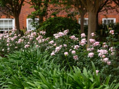 Austinruusu Queen of Sweden™