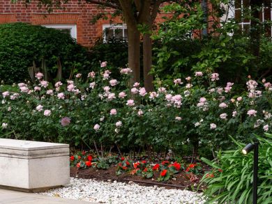 Austinruusu Queen of Sweden™