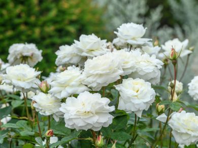 Austinruusu Susan Williams-Ellis™