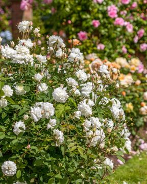 Austinruusu Susan Williams-Ellis™