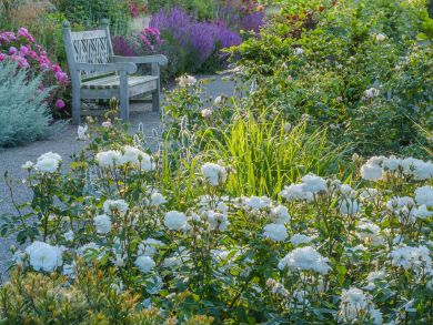 Austinruusu Susan Williams-Ellis™