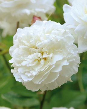 Austinruusu Susan Williams-Ellis™