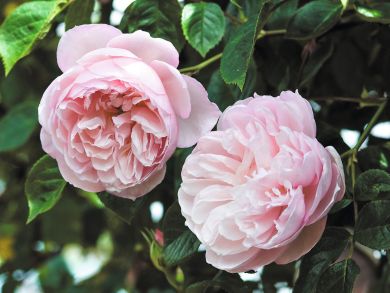 Austinruusu The Generous Gardener™