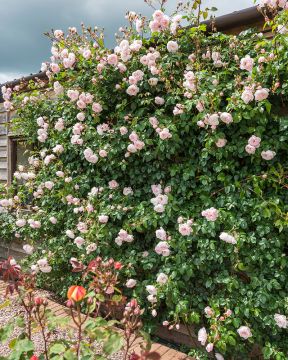 Austinruusu The Generous Gardener™