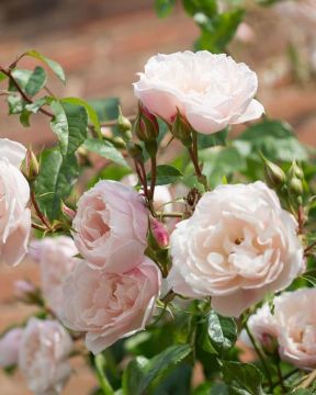 Austinruusu The Generous Gardener™