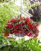 Begonia Beauvilia Red
