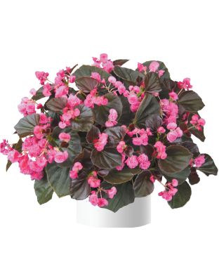 Kesäbegonia Doublet Rose