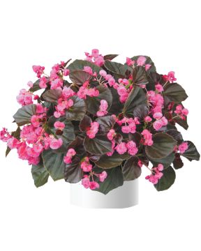 Kesäbegonia Doublet Rose