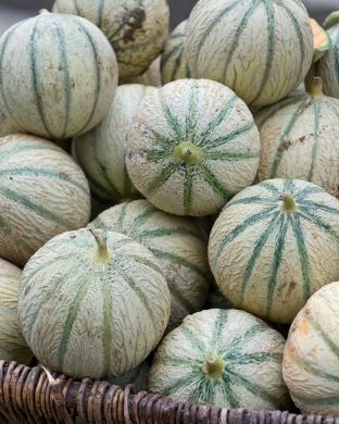 Cantaluponmeloni Bari 3 kpl