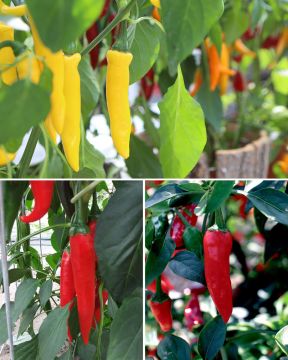 Chilipaprika mix 3 kpl