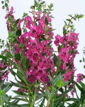 Enkelinkukka Big Cherry 